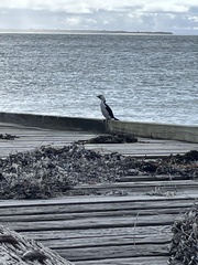 Microcarbo melanoleucos