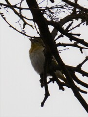 Ploceus velatus