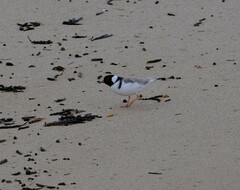 Thinornis cucullatus