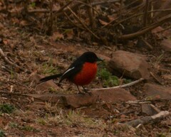Laniarius atrococcineus