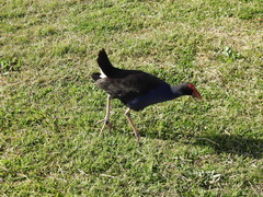 Porphyrio melanotus