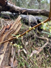Pimelea axiflora axiflora