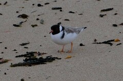 Thinornis cucullatus