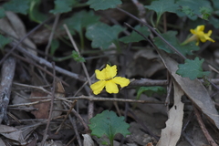 Goodenia rotundifolia