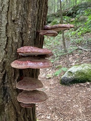 Ganoderma tsugae