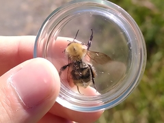 Thoracobombus