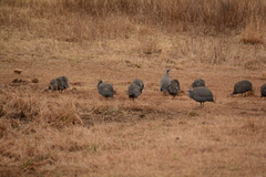 Numida meleagris coronatus