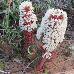 Crassula alpestris