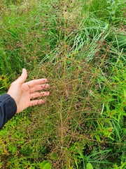Alisma plantago-aquatica