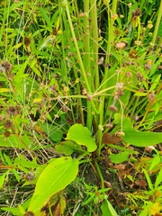 Alisma plantago-aquatica