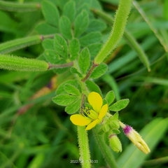 Cleome viscosa