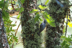 Sitta europaea