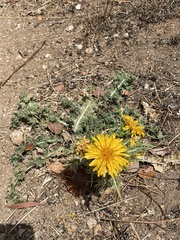 Scolymus hispanicus