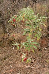 Solanum giganteum