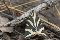 Euplagia quadripunctaria