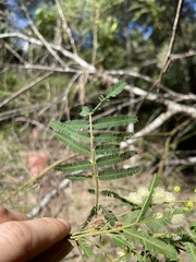 Acacia oshanesii