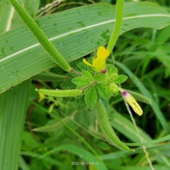 Cleome viscosa