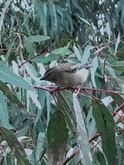 Pardalotus punctatus