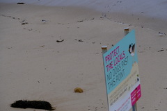 Thinornis cucullatus