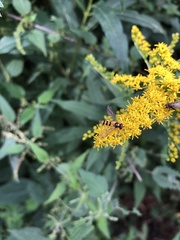 Meliscaeva cinctella