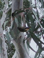 Pardalotus punctatus