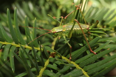 Barbitistes constrictus