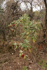 Solanum giganteum
