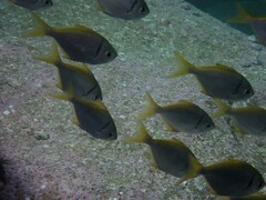 Schuettea scalaripinnis