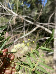 Acacia oshanesii
