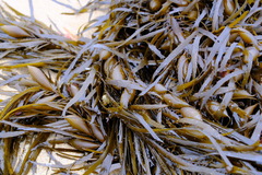 Phyllospora comosa