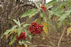 Solanum giganteum