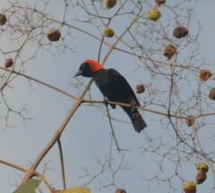 Malimbus rubricollis