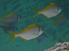 Schuettea scalaripinnis