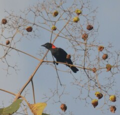 Malimbus rubricollis