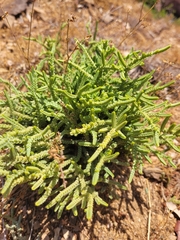 Crassula muscosa