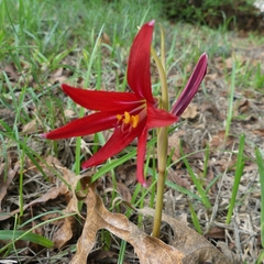 Zephyranthes bifida