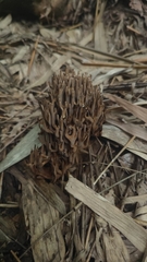 Ramaria stricta