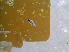 Limnogonus