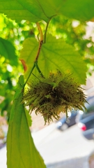 Corylus colurna