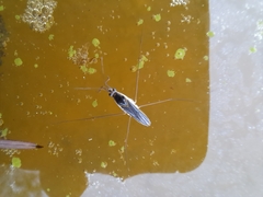Limnogonus