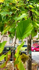 Corylus colurna