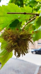 Corylus colurna