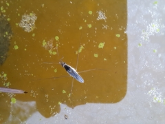 Limnogonus