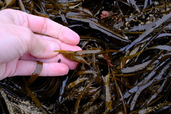Phyllospora comosa