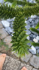Araucaria araucana