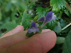 Scutellaria galericulata