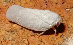 Flatormenis saucia