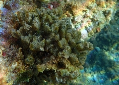 Codium fragile