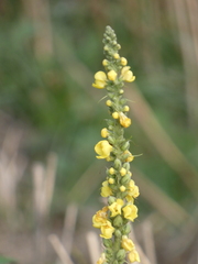 Verbascum simplex