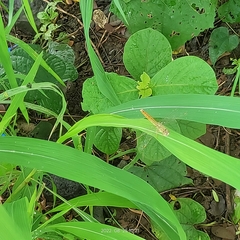 Brachythemis contaminata